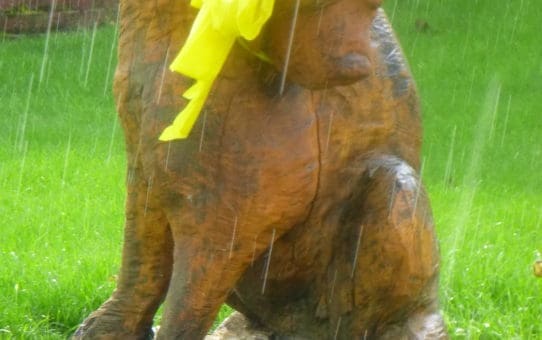 Sights Around the Township (Fall 2018)