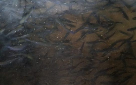 Little Seen Fairview Sites